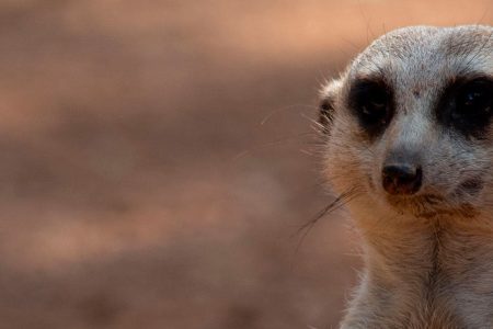 Suggestions to spend three days in Valencia 8